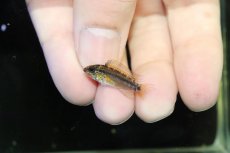 画像2: 【淡水魚】【通販】No2 アピストグラマ ディアマンテ イタヤ産 ワイルド【1ペア 個体販売】(アピストグラマ)(生体)(熱帯魚)NKAP (2)