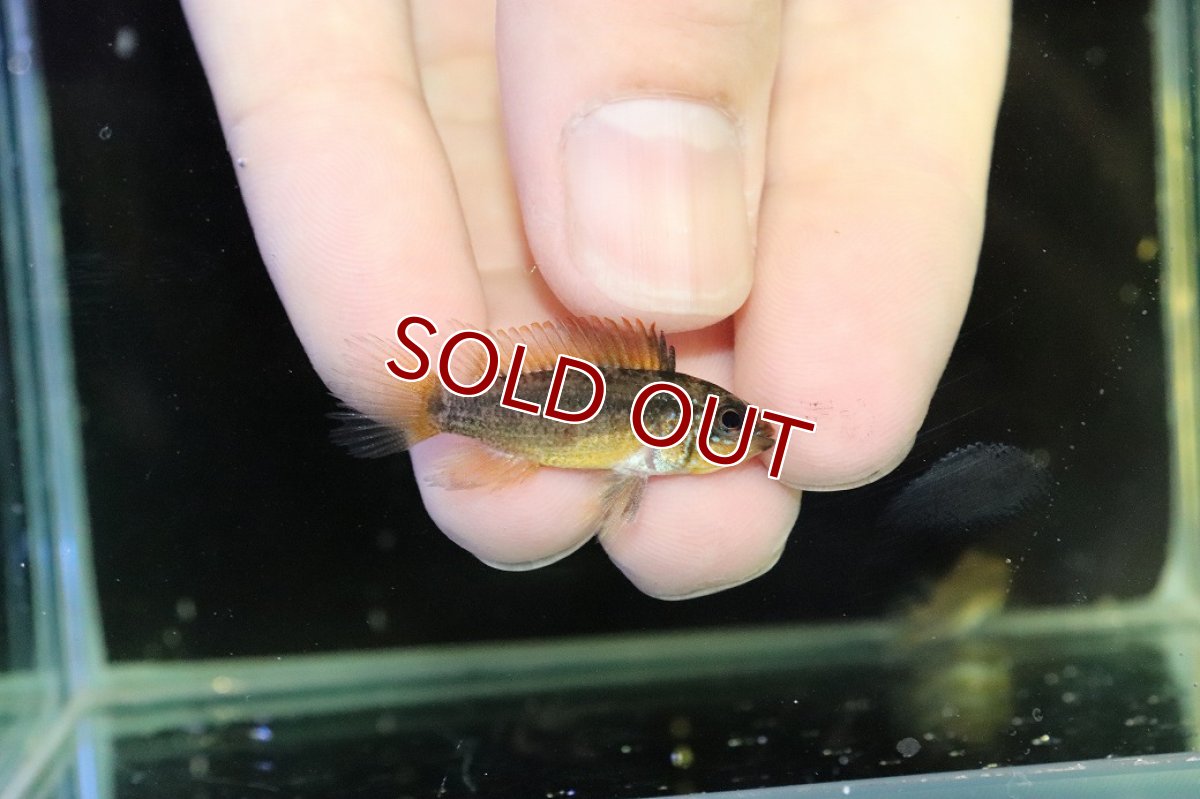 画像3: 【淡水魚】【通販】No2 アピストグラマ ディアマンテ イタヤ産 ワイルド【1ペア 個体販売】(アピストグラマ)(生体)(熱帯魚)NKAP (3)