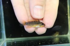 画像3: 【淡水魚】【通販】No2 アピストグラマ ディアマンテ イタヤ産 ワイルド【1ペア 個体販売】(アピストグラマ)(生体)(熱帯魚)NKAP (3)