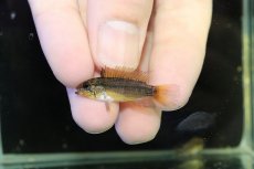画像4: 【淡水魚】【通販】No2 アピストグラマ ディアマンテ イタヤ産 ワイルド【1ペア 個体販売】(アピストグラマ)(生体)(熱帯魚)NKAP (4)