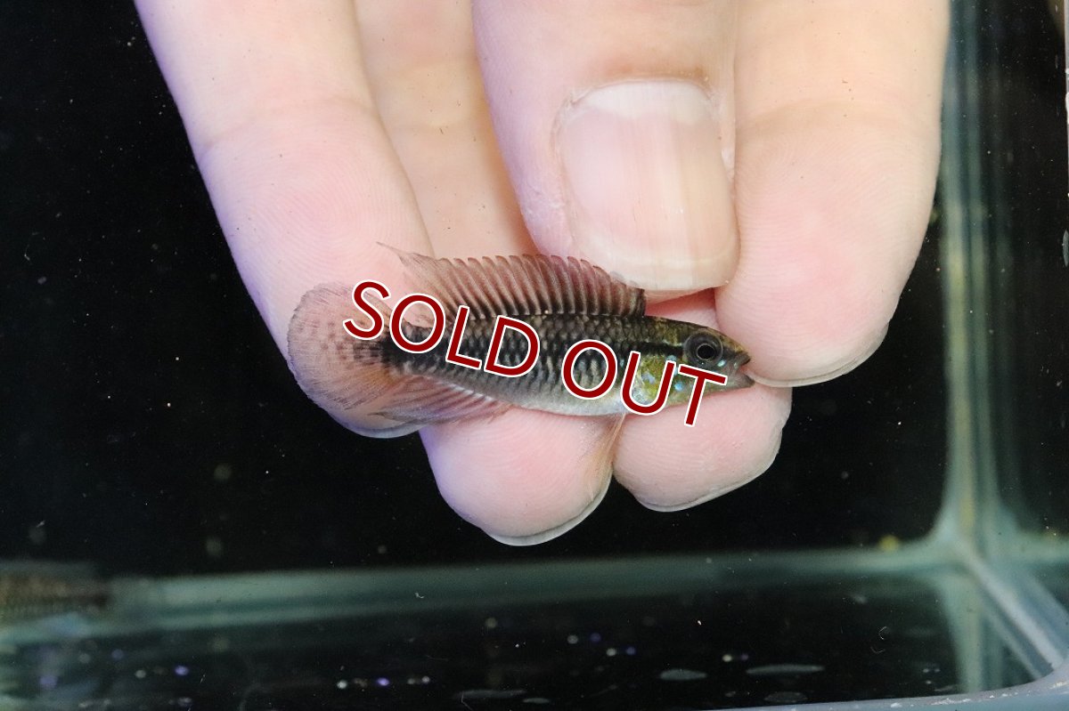 画像1: 【30%OFF対象商品30周年セール 淡水魚】【淡水魚】【通販】激レア No1 アピストグラマ プルクラ リオブランコ産 ワイルド【１ペア 個体販売】(アピストグラマ)(生体)(熱帯魚)NKAP (1)