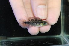 画像1: 【淡水魚】【通販】激レア No1 アピストグラマ プルクラ リオブランコ産 ワイルド【１ペア 個体販売】(アピストグラマ)(生体)(熱帯魚)NKAP (1)