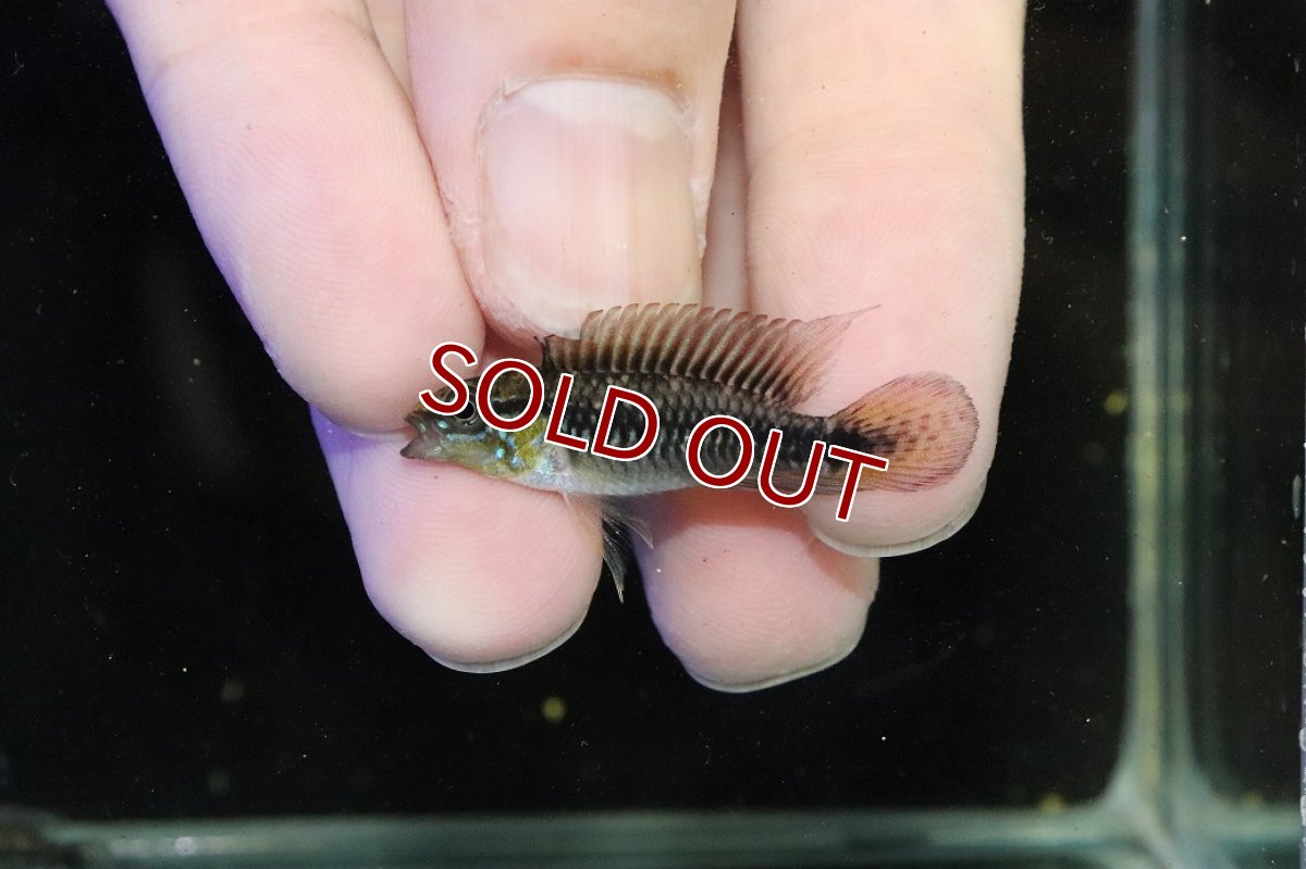 画像2: 【30%OFF対象商品30周年セール 淡水魚】【淡水魚】【通販】激レア No1 アピストグラマ プルクラ リオブランコ産 ワイルド【１ペア 個体販売】(アピストグラマ)(生体)(熱帯魚)NKAP (2)