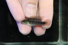 画像2: 【淡水魚】【通販】激レア No1 アピストグラマ プルクラ リオブランコ産 ワイルド【１ペア 個体販売】(アピストグラマ)(生体)(熱帯魚)NKAP (2)