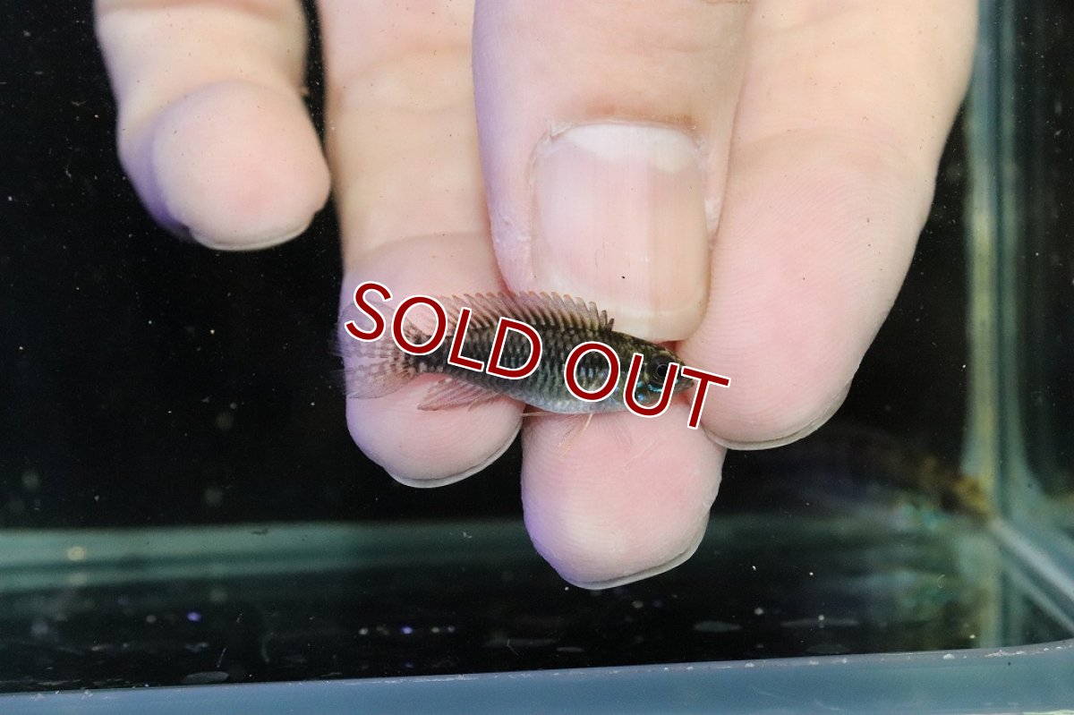 画像3: 【30%OFF対象商品30周年セール 淡水魚】【淡水魚】【通販】激レア No1 アピストグラマ プルクラ リオブランコ産 ワイルド【１ペア 個体販売】(アピストグラマ)(生体)(熱帯魚)NKAP (3)