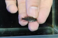 画像3: 【淡水魚】【通販】激レア No1 アピストグラマ プルクラ リオブランコ産 ワイルド【１ペア 個体販売】(アピストグラマ)(生体)(熱帯魚)NKAP (3)