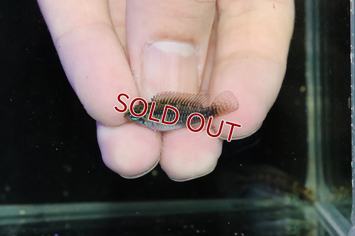 画像4: 【30%OFF対象商品30周年セール 淡水魚】【淡水魚】【通販】激レア No1 アピストグラマ プルクラ リオブランコ産 ワイルド【１ペア 個体販売】(アピストグラマ)(生体)(熱帯魚)NKAP (4)