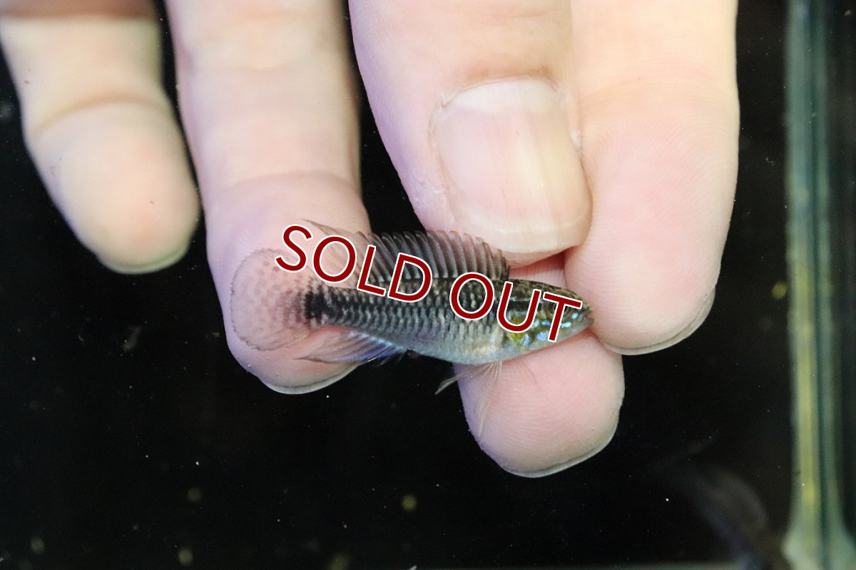 画像1: 【30%OFF対象商品30周年セール 淡水魚】【淡水魚】【通販】激レア No2 アピストグラマ プルクラ リオブランコ産 ワイルド【１ペア 個体販売】(アピストグラマ)(生体)(熱帯魚)NKAP (1)