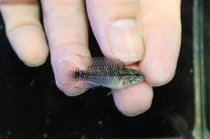 画像1: 【淡水魚】【通販】激レア No2 アピストグラマ プルクラ リオブランコ産 ワイルド【１ペア 個体販売】(アピストグラマ)(生体)(熱帯魚)NKAP (1)