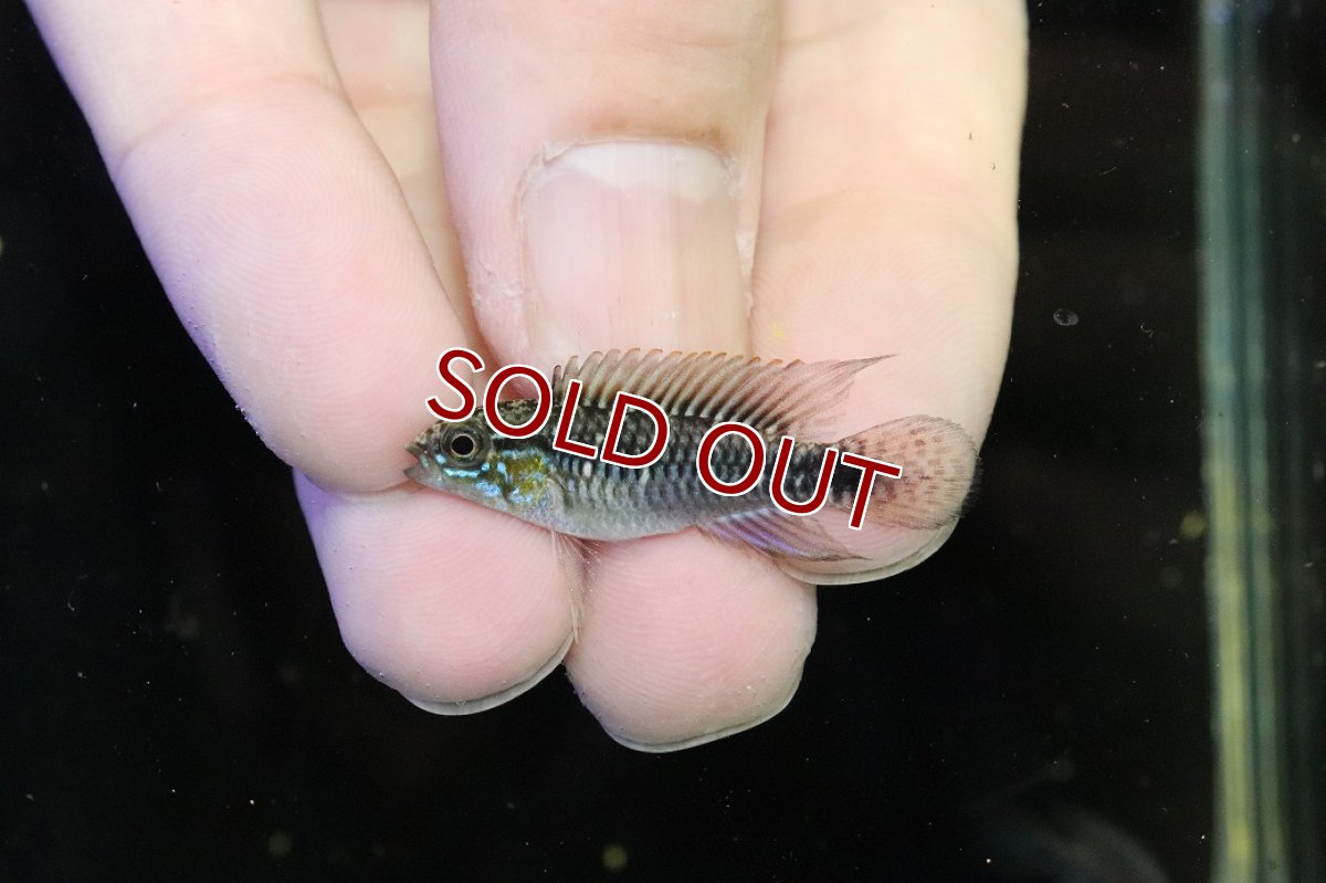 画像2: 【30%OFF対象商品30周年セール 淡水魚】【淡水魚】【通販】激レア No2 アピストグラマ プルクラ リオブランコ産 ワイルド【１ペア 個体販売】(アピストグラマ)(生体)(熱帯魚)NKAP (2)