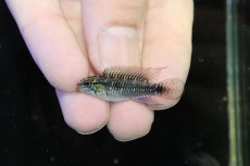 画像2: 【淡水魚】【通販】激レア No2 アピストグラマ プルクラ リオブランコ産 ワイルド【１ペア 個体販売】(アピストグラマ)(生体)(熱帯魚)NKAP (2)