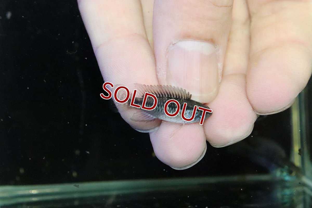 画像3: 【30%OFF対象商品30周年セール 淡水魚】【淡水魚】【通販】激レア No2 アピストグラマ プルクラ リオブランコ産 ワイルド【１ペア 個体販売】(アピストグラマ)(生体)(熱帯魚)NKAP (3)