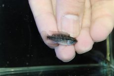 画像3: 【淡水魚】【通販】激レア No2 アピストグラマ プルクラ リオブランコ産 ワイルド【１ペア 個体販売】(アピストグラマ)(生体)(熱帯魚)NKAP (3)