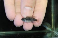 画像4: 【淡水魚】【通販】激レア No2 アピストグラマ プルクラ リオブランコ産 ワイルド【１ペア 個体販売】(アピストグラマ)(生体)(熱帯魚)NKAP (4)