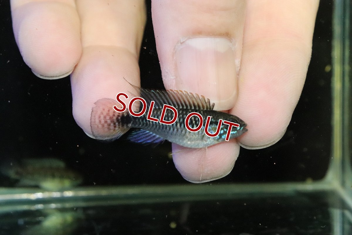 画像1: 【30%OFF対象商品30周年セール 淡水魚】【淡水魚】【通販】激レア No3 アピストグラマ プルクラ リオブランコ産 ワイルド【１ペア 個体販売】(アピストグラマ)(生体)(熱帯魚)NKAP (1)