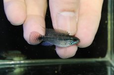 画像1: 【淡水魚】【通販】激レア No3 アピストグラマ プルクラ リオブランコ産 ワイルド【１ペア 個体販売】(アピストグラマ)(生体)(熱帯魚)NKAP (1)