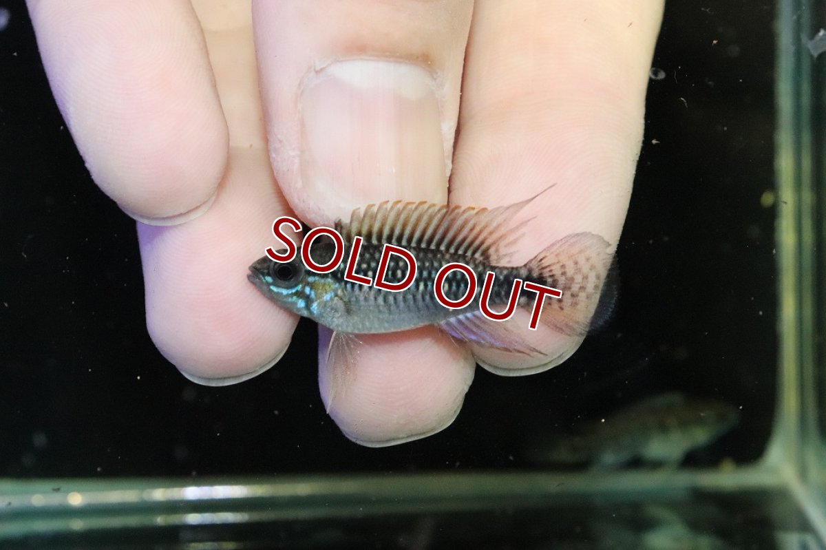 画像2: 【30%OFF対象商品30周年セール 淡水魚】【淡水魚】【通販】激レア No3 アピストグラマ プルクラ リオブランコ産 ワイルド【１ペア 個体販売】(アピストグラマ)(生体)(熱帯魚)NKAP (2)