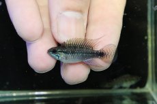 画像2: 【淡水魚】【通販】激レア No3 アピストグラマ プルクラ リオブランコ産 ワイルド【１ペア 個体販売】(アピストグラマ)(生体)(熱帯魚)NKAP (2)