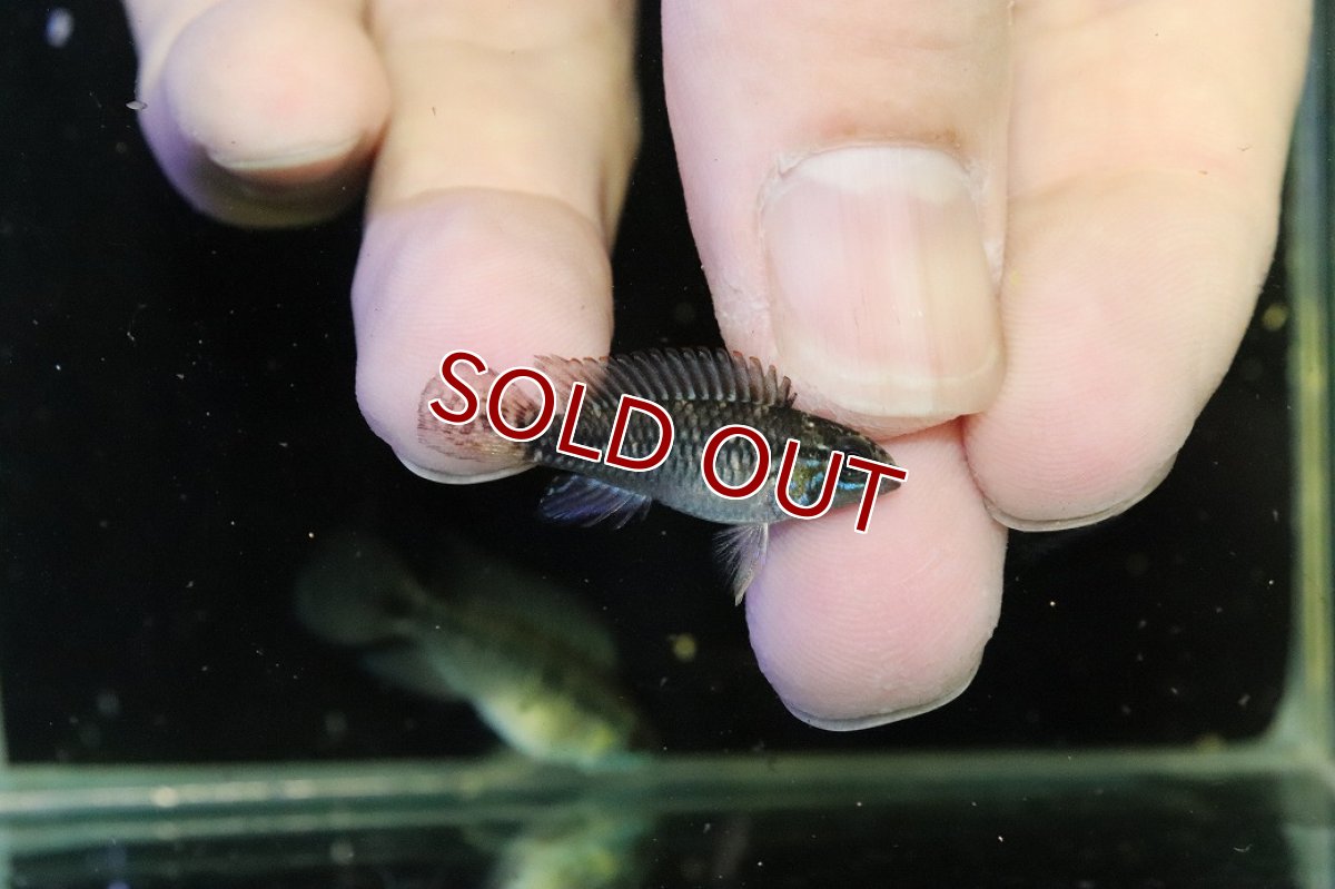 画像3: 【30%OFF対象商品30周年セール 淡水魚】【淡水魚】【通販】激レア No3 アピストグラマ プルクラ リオブランコ産 ワイルド【１ペア 個体販売】(アピストグラマ)(生体)(熱帯魚)NKAP (3)