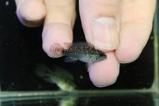 画像3: 【淡水魚】【通販】激レア No3 アピストグラマ プルクラ リオブランコ産 ワイルド【１ペア 個体販売】(アピストグラマ)(生体)(熱帯魚)NKAP (3)