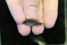 画像4: 【淡水魚】【通販】激レア No3 アピストグラマ プルクラ リオブランコ産 ワイルド【１ペア 個体販売】(アピストグラマ)(生体)(熱帯魚)NKAP (4)