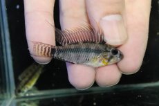 画像1: 【淡水魚】【通販】アピストグラマ ペルソナータ ペルー産 ワイルド【１ペア 個体販売】(アピストグラマ)(生体)(熱帯魚)NKAP (1)