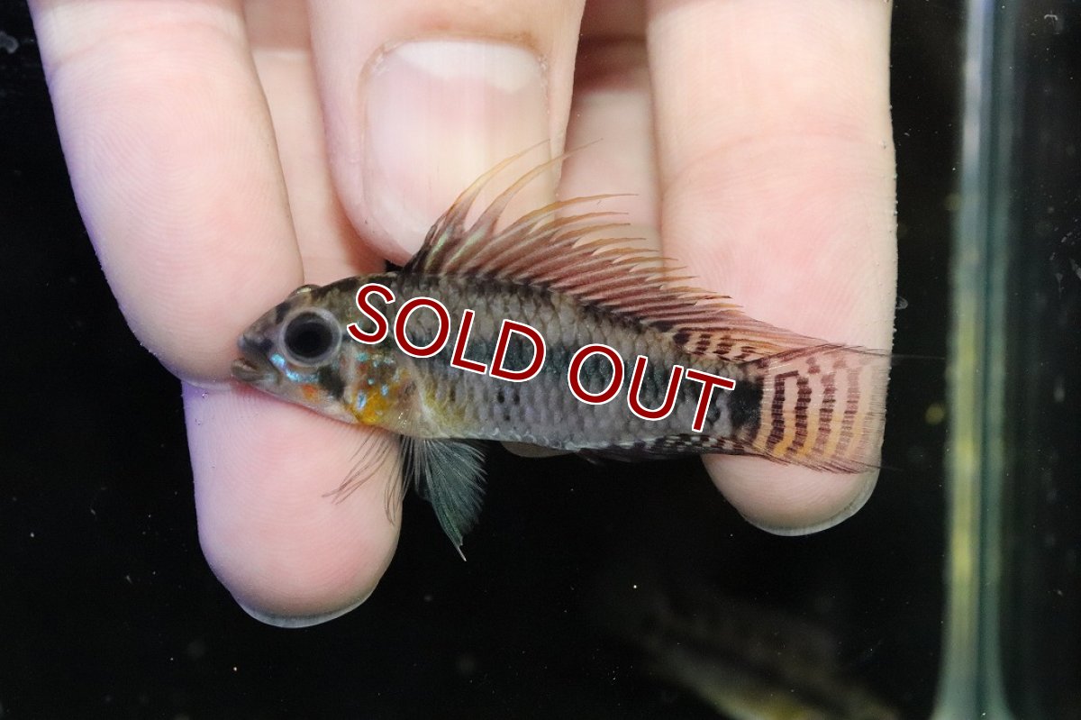 画像2: 【淡水魚】【通販】アピストグラマ ペルソナータ ペルー産 ワイルド【１ペア 個体販売】(アピストグラマ)(生体)(熱帯魚)NKAP (2)