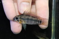 画像2: 【淡水魚】【通販】アピストグラマ ペルソナータ ペルー産 ワイルド【１ペア 個体販売】(アピストグラマ)(生体)(熱帯魚)NKAP (2)