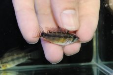 画像3: 【淡水魚】【通販】アピストグラマ ペルソナータ ペルー産 ワイルド【１ペア 個体販売】(アピストグラマ)(生体)(熱帯魚)NKAP (3)