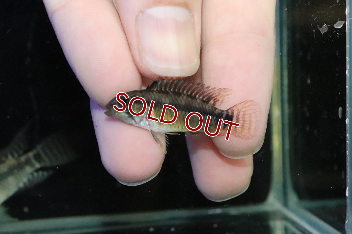 画像4: 【淡水魚】【通販】アピストグラマ ペルソナータ ペルー産 ワイルド【１ペア 個体販売】(アピストグラマ)(生体)(熱帯魚)NKAP (4)