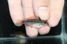画像1: 【淡水魚】【通販】No1 アピストグラマ ディアマンテ イタヤ産 ワイルド【1ペア 個体販売】(アピストグラマ)(生体)(熱帯魚)NKAP (1)