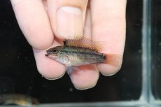 画像2: 【淡水魚】【通販】No1 アピストグラマ ディアマンテ イタヤ産 ワイルド【1ペア 個体販売】(アピストグラマ)(生体)(熱帯魚)NKAP (2)