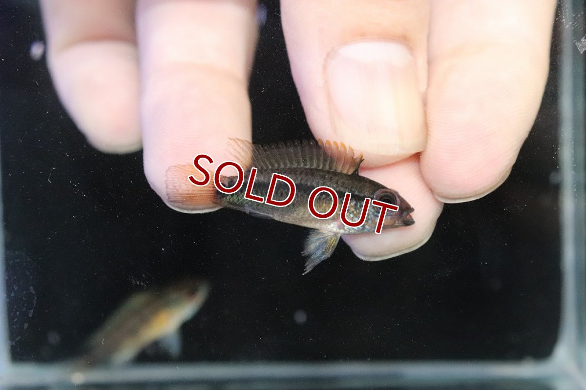 画像3: 【淡水魚】【通販】No1 アピストグラマ ディアマンテ イタヤ産 ワイルド【1ペア 個体販売】(アピストグラマ)(生体)(熱帯魚)NKAP (3)