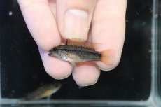 画像4: 【淡水魚】【通販】No1 アピストグラマ ディアマンテ イタヤ産 ワイルド【1ペア 個体販売】(アピストグラマ)(生体)(熱帯魚)NKAP (4)