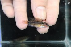 画像1: 【淡水魚】【通販】No2 アピストグラマ ディアマンテ イタヤ産 ワイルド【1ペア 個体販売】(アピストグラマ)(生体)(熱帯魚)NKAP (1)