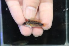 画像2: 【淡水魚】【通販】No2 アピストグラマ ディアマンテ イタヤ産 ワイルド【1ペア 個体販売】(アピストグラマ)(生体)(熱帯魚)NKAP (2)