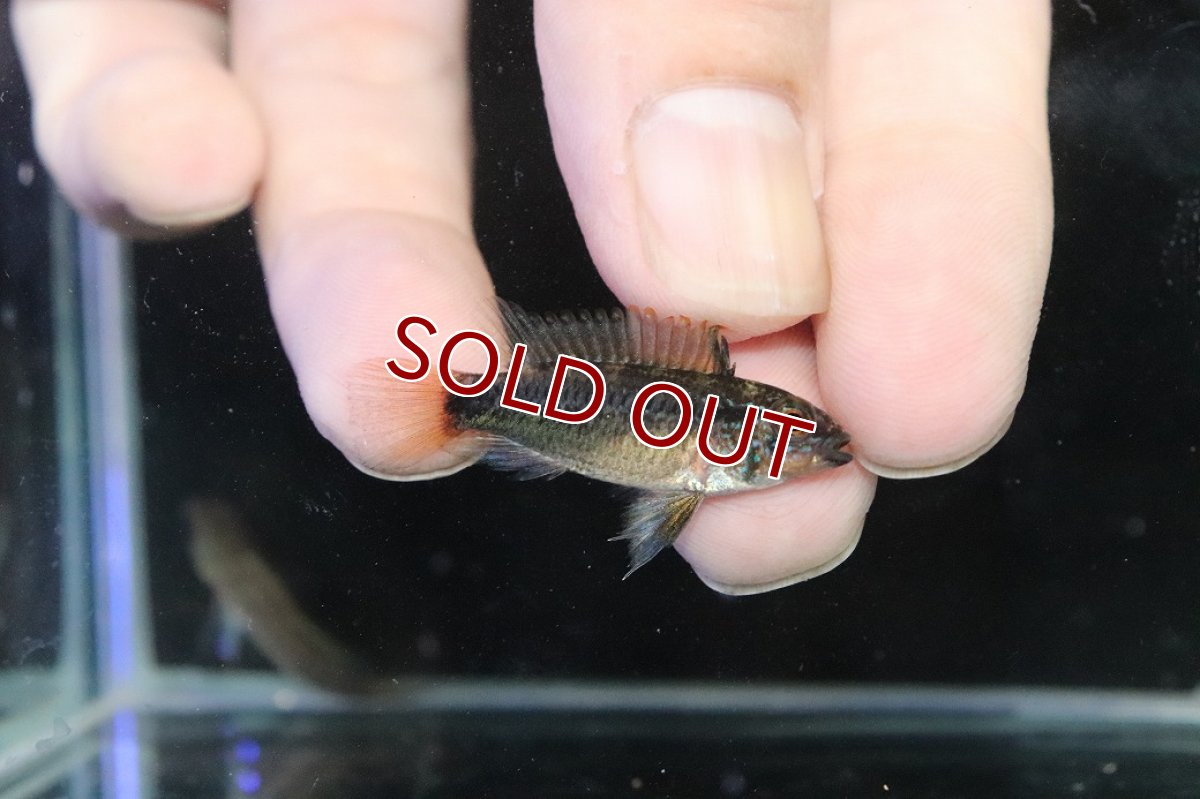 画像3: 【淡水魚】【通販】No2 アピストグラマ ディアマンテ イタヤ産 ワイルド【1ペア 個体販売】(アピストグラマ)(生体)(熱帯魚)NKAP (3)