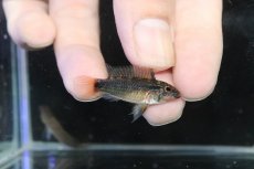 画像3: 【淡水魚】【通販】No2 アピストグラマ ディアマンテ イタヤ産 ワイルド【1ペア 個体販売】(アピストグラマ)(生体)(熱帯魚)NKAP (3)