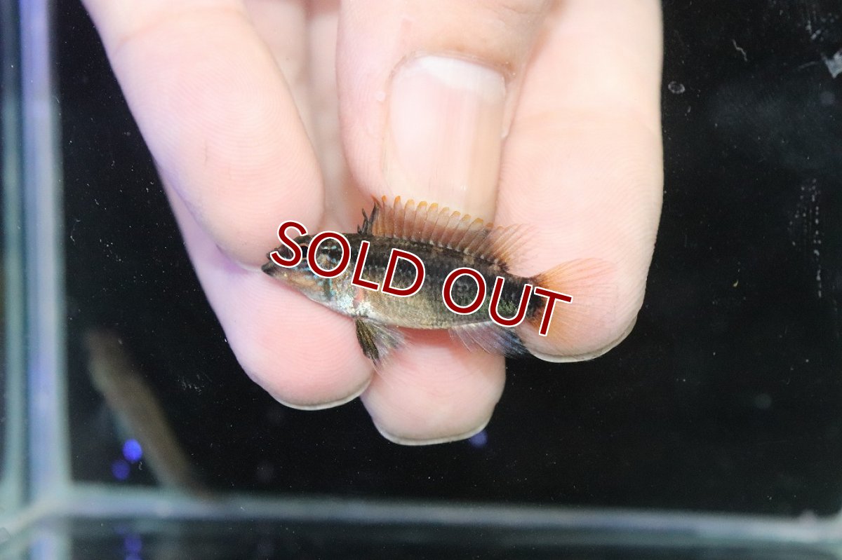 画像4: 【淡水魚】【通販】No2 アピストグラマ ディアマンテ イタヤ産 ワイルド【1ペア 個体販売】(アピストグラマ)(生体)(熱帯魚)NKAP (4)