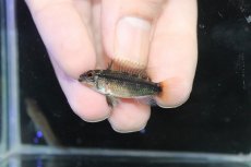 画像4: 【淡水魚】【通販】No2 アピストグラマ ディアマンテ イタヤ産 ワイルド【1ペア 個体販売】(アピストグラマ)(生体)(熱帯魚)NKAP (4)