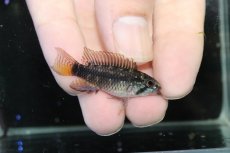 画像1: 【淡水魚】【通販】アピストグラマ ブライドビンデン リオネグロ産 ワイルド【１ペア 個体販売】(アピストグラマ)（生体）（熱帯魚）NKAP (1)