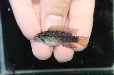 画像2: 【淡水魚】【通販】アピストグラマ ブライドビンデン リオネグロ産 ワイルド【１ペア 個体販売】(アピストグラマ)（生体）（熱帯魚）NKAP (2)