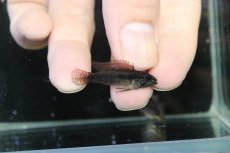 画像3: 【淡水魚】【通販】アピストグラマ ブライドビンデン リオネグロ産 ワイルド【１ペア 個体販売】(アピストグラマ)（生体）（熱帯魚）NKAP (3)