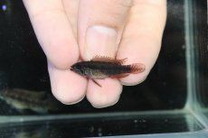 画像4: 【淡水魚】【通販】アピストグラマ ブライドビンデン リオネグロ産 ワイルド【１ペア 個体販売】(アピストグラマ)（生体）（熱帯魚）NKAP (4)