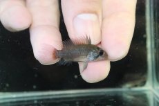 画像1: 【淡水魚】【通販】アピストグラマ ユルエンシス ペルー産 ワイルド【個体販売】(アピストグラマ)(生体)(熱帯魚)NKAP (1)