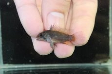 画像2: 【淡水魚】【通販】アピストグラマ ユルエンシス ペルー産 ワイルド【個体販売】(アピストグラマ)(生体)(熱帯魚)NKAP (2)