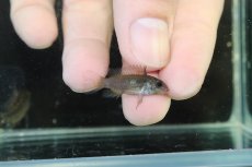 画像3: 【淡水魚】【通販】アピストグラマ ユルエンシス ペルー産 ワイルド【個体販売】(アピストグラマ)(生体)(熱帯魚)NKAP (3)