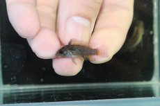 画像4: 【淡水魚】【通販】アピストグラマ ユルエンシス ペルー産 ワイルド【個体販売】(アピストグラマ)(生体)(熱帯魚)NKAP (4)