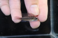 画像1: 【淡水魚】【通販】レア種 アピストグラマ リネアタ イリニダ産 ワイルド【１ペア 個体販売】(アピストグラマ)(生体)(熱帯魚)NKAP (1)