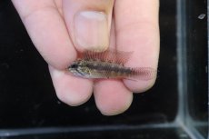 画像2: 【淡水魚】【通販】レア種 アピストグラマ リネアタ イリニダ産 ワイルド【１ペア 個体販売】(アピストグラマ)(生体)(熱帯魚)NKAP (2)
